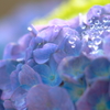 水玉ベールの紫陽花