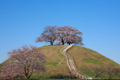 春の丸墓山