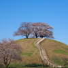 春の丸墓山