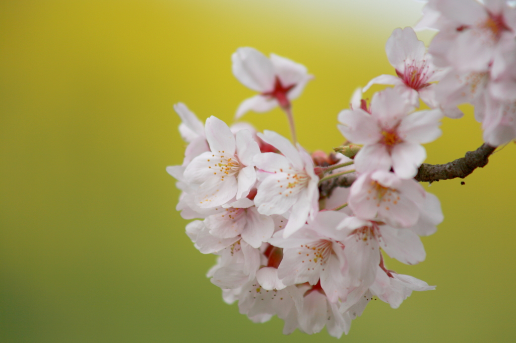 梢の桜