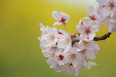 梢の桜