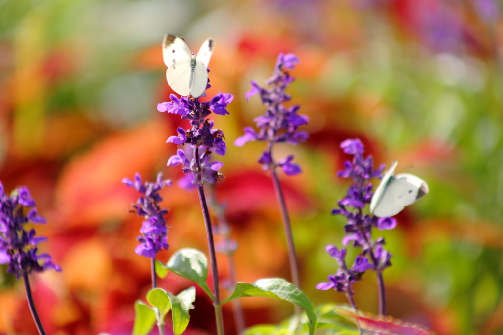 チョウの来る花壇２