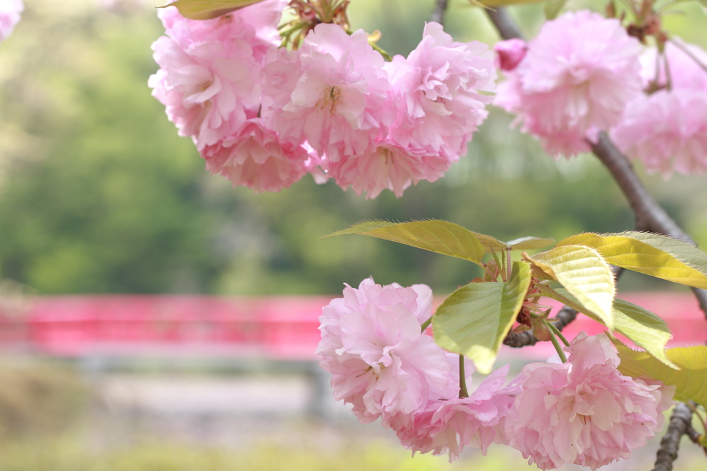 橋と八重桜