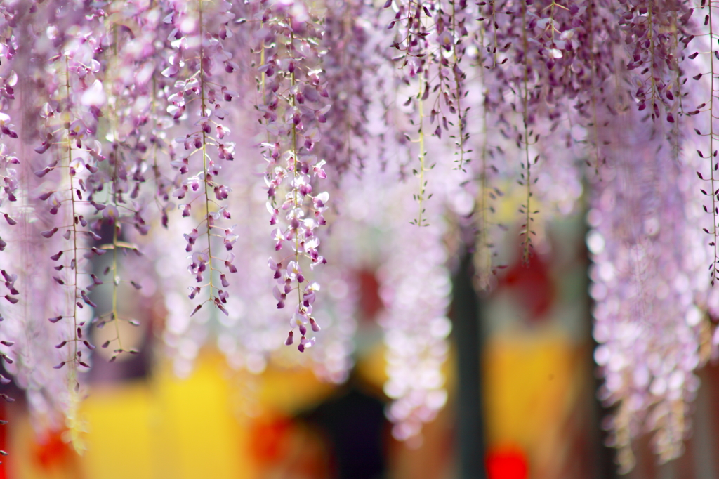 藤祭り
