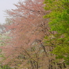 春に萌えて