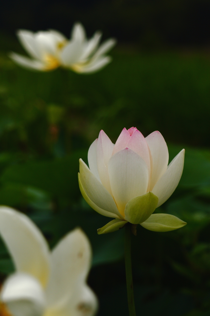 白蓮三様