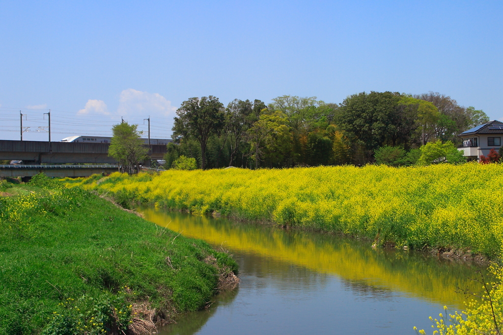 里川の菜の花