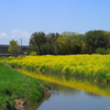 里川の菜の花