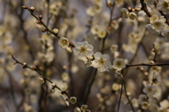 梅の花