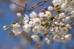 桜咲く