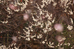 梅薮の花