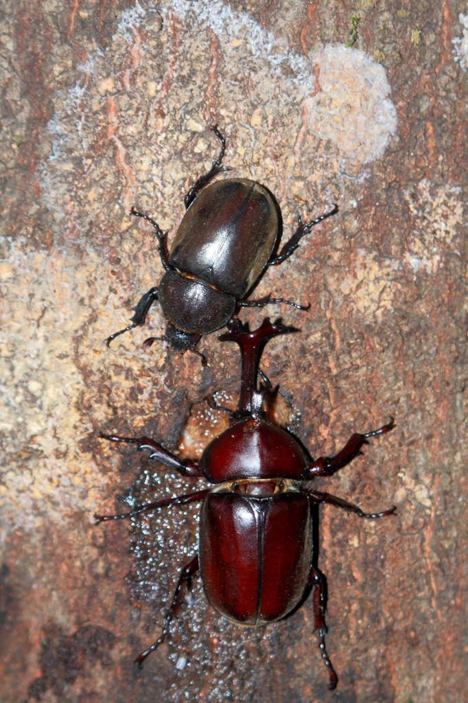 樹液の昆虫・カブトムシ