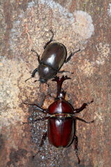 樹液の昆虫・カブトムシ