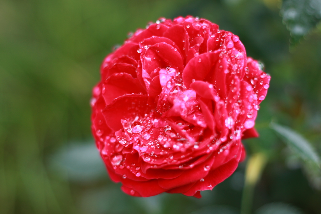 花に雨雫