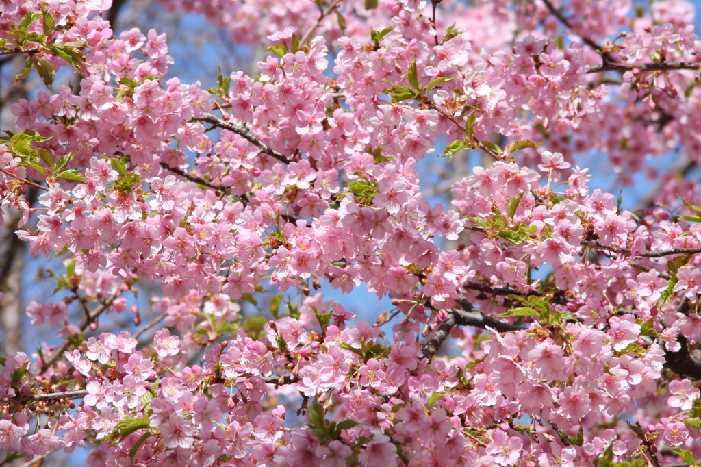 河津桜