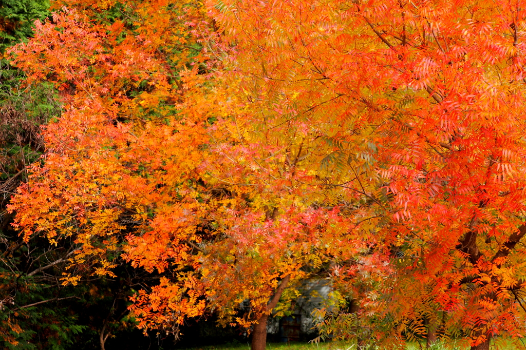 漆の紅葉