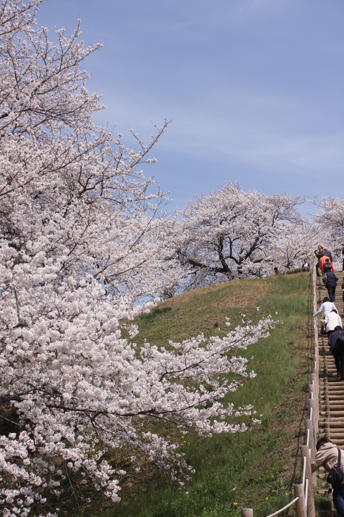 古墳の桜
