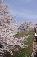 古墳の桜
