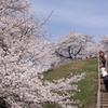 古墳の桜