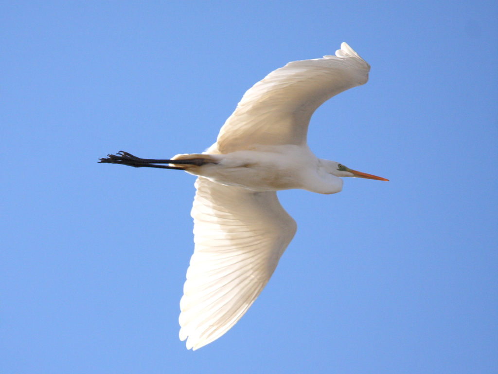 往く鳥