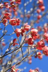 花水木・赤