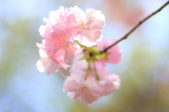 綿飴のように