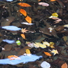 止水の落葉
