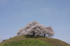 古墳の桜