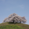 古墳の桜