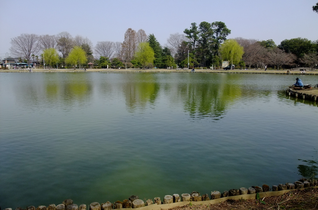 柳萌えの池