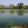 柳萌えの池