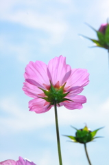空にかざして