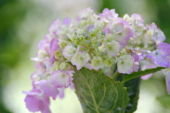咲きたて紫陽花