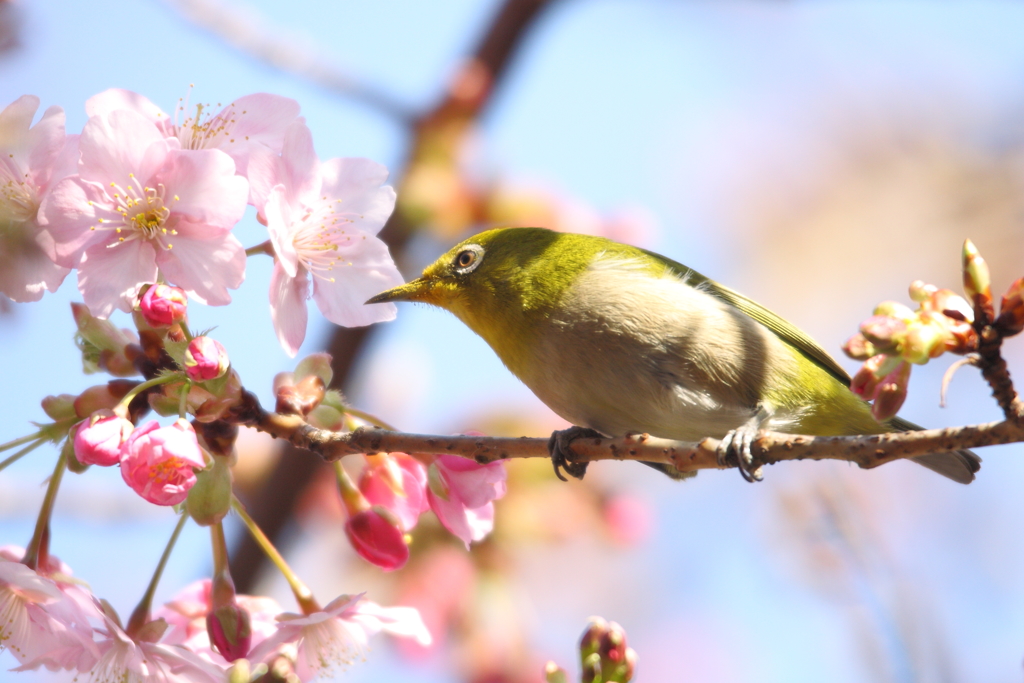 花とメジロ