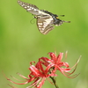 Flying