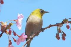 横顔