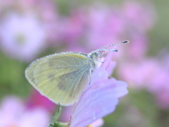朝露の花と蝶