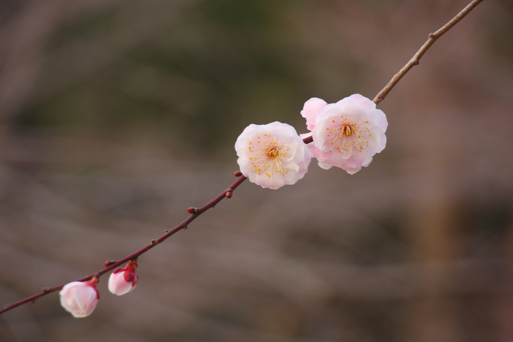 小枝にふんわり