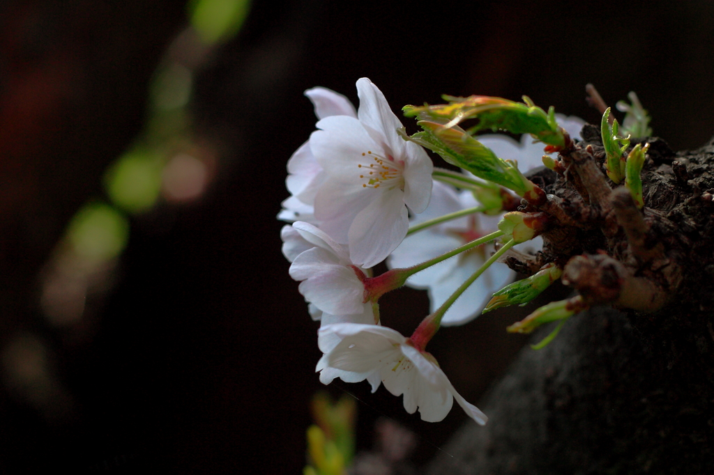 影の桜花