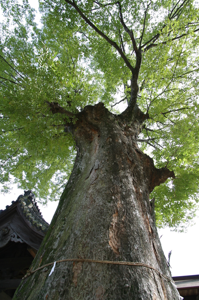 鎮守の大木