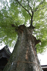鎮守の大木