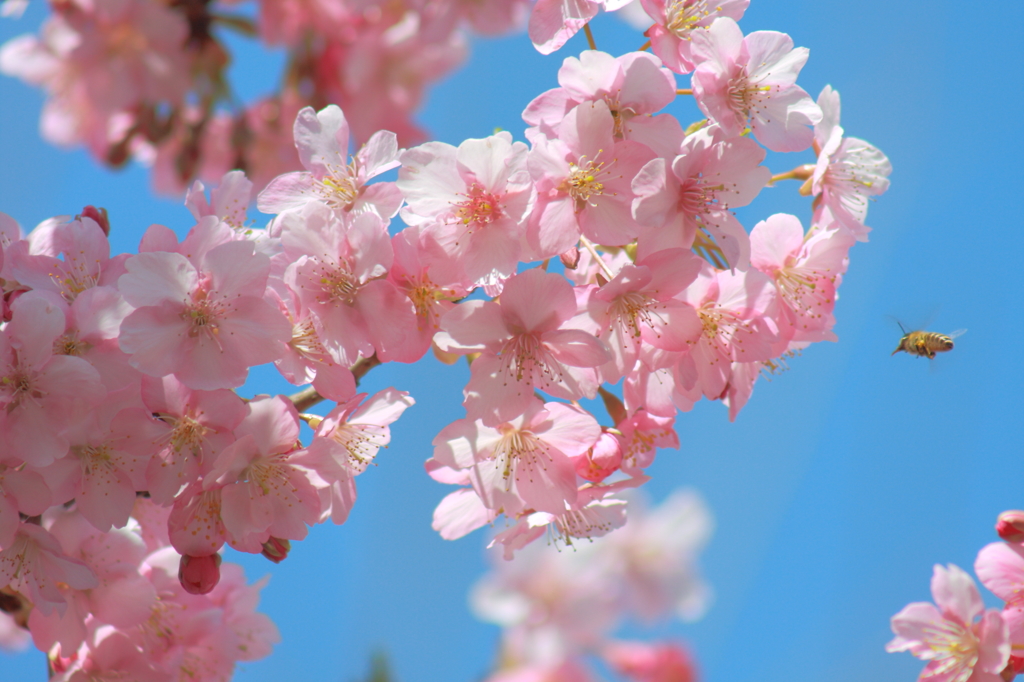 早桜爛漫