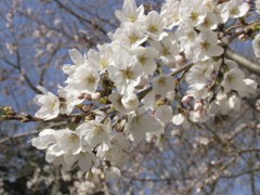 春の桜