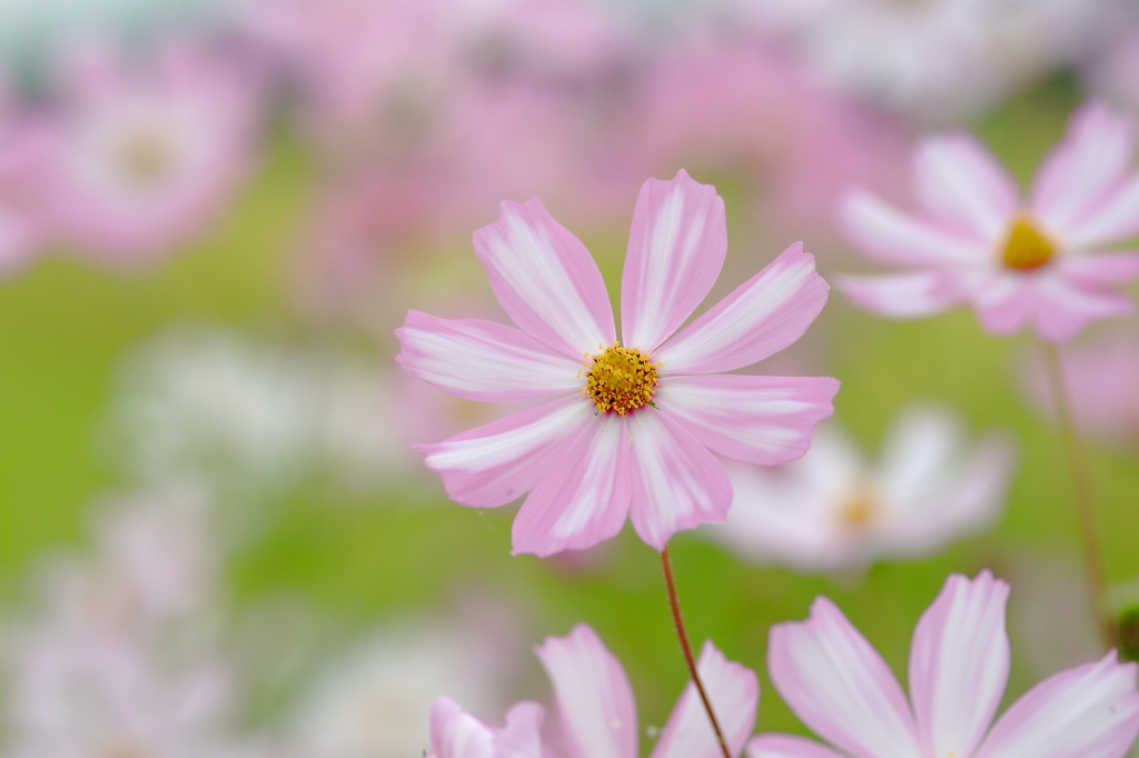 秋桜に染まって