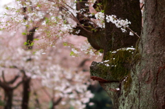 花盛り過ぎて