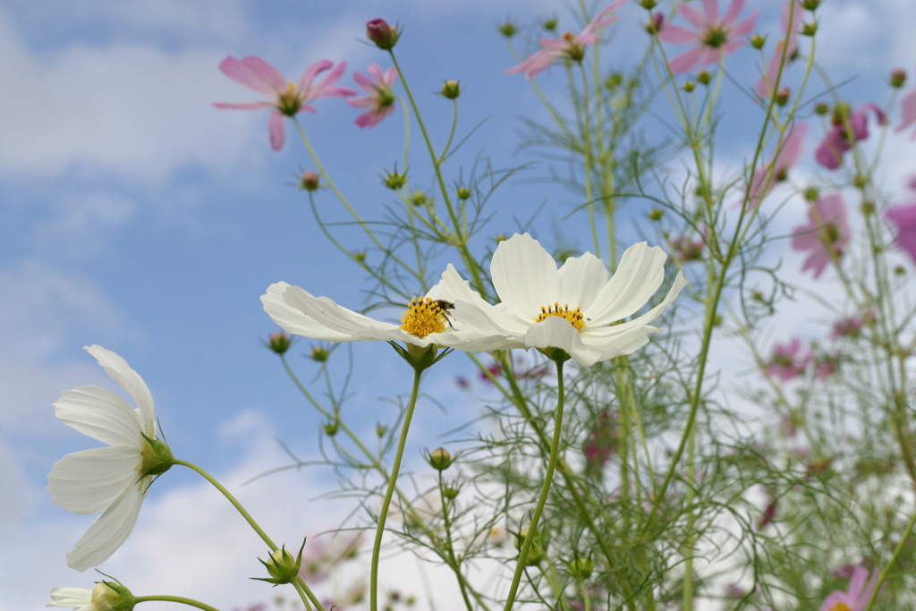 白秋桜