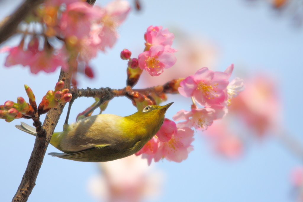 春のメジロ