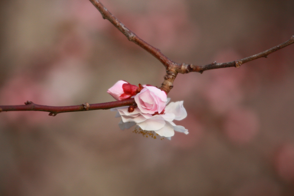 花桃ほころぶ