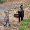 写るにゃんと相棒