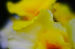 Yellow Wave